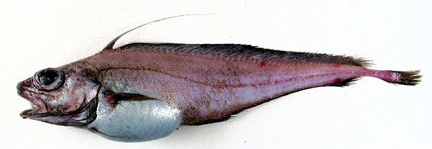 Lepidion eques_333222.jpg